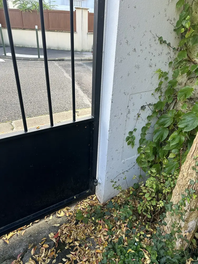 Vantail noir d’un portail battant, pied de pilier envahi de lierre